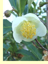 Чайное растение (Camellia sinensis) Чайное растение (Camellia sinensis)